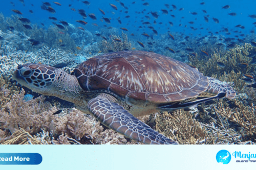 Menjangan Island Tour