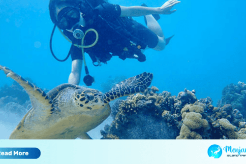 Snorkeling Menjangan Island