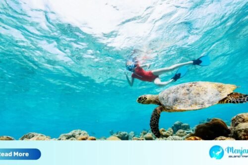 snorkeling menjangan island