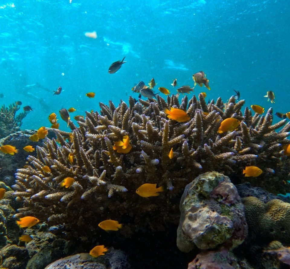 snorkeling menjangan island
