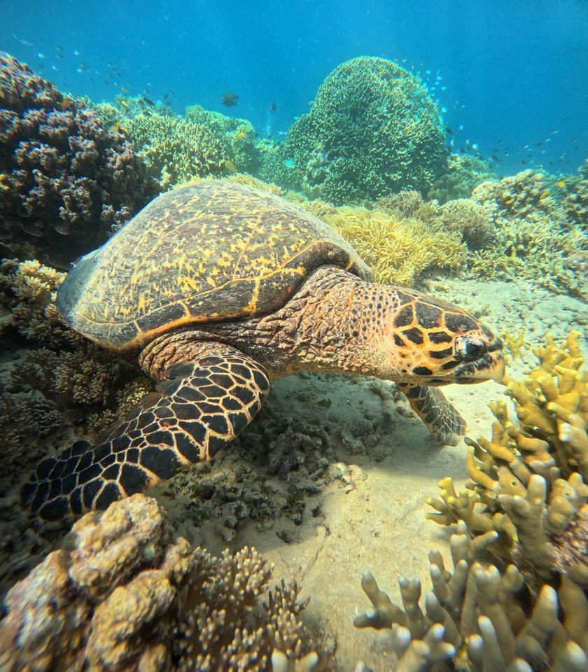 Menjangan island