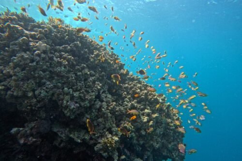 menjangan island diving