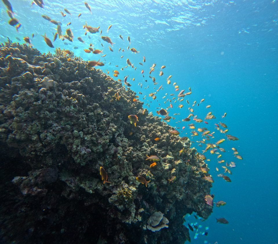 menjangan island diving