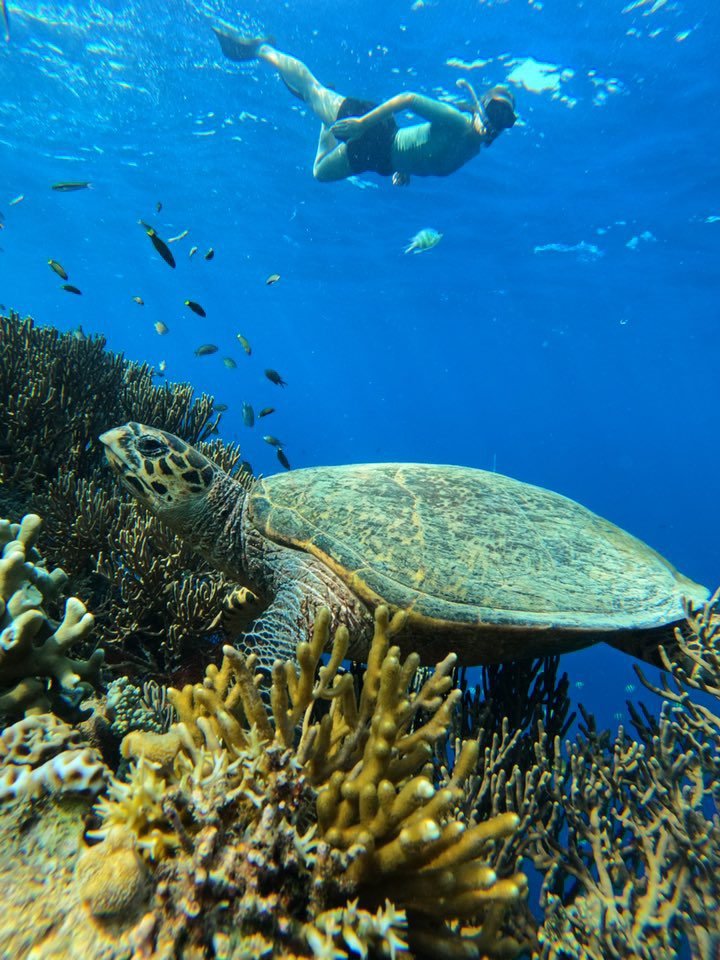 menjangan island diving
