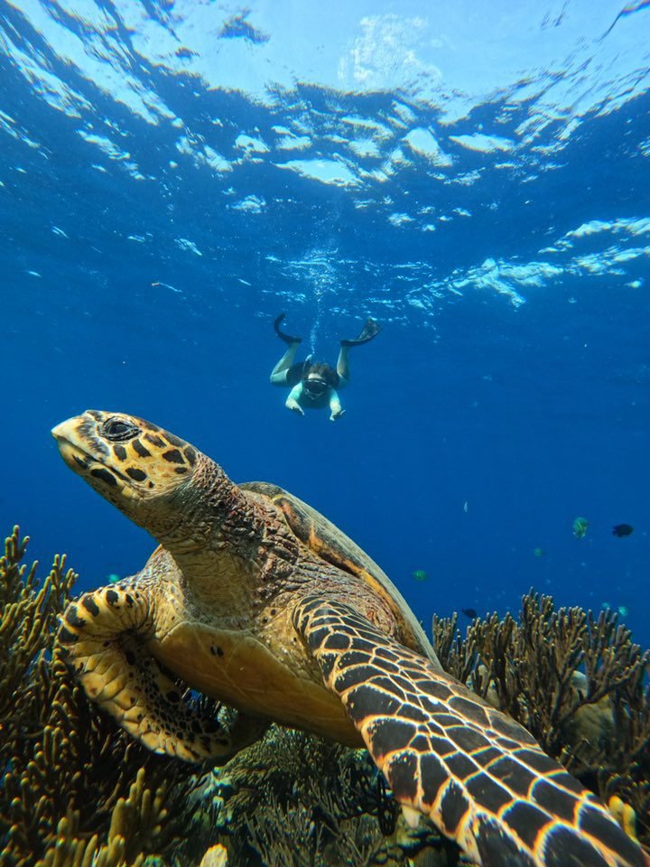 Menjangan Island travel guide