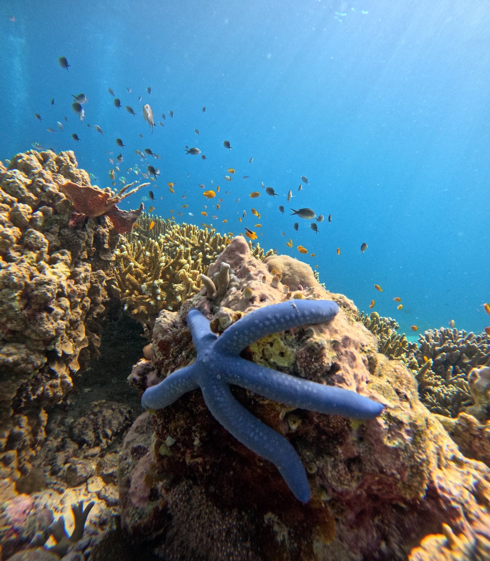 snorkeling menjangan island