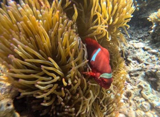 menjangan island diving