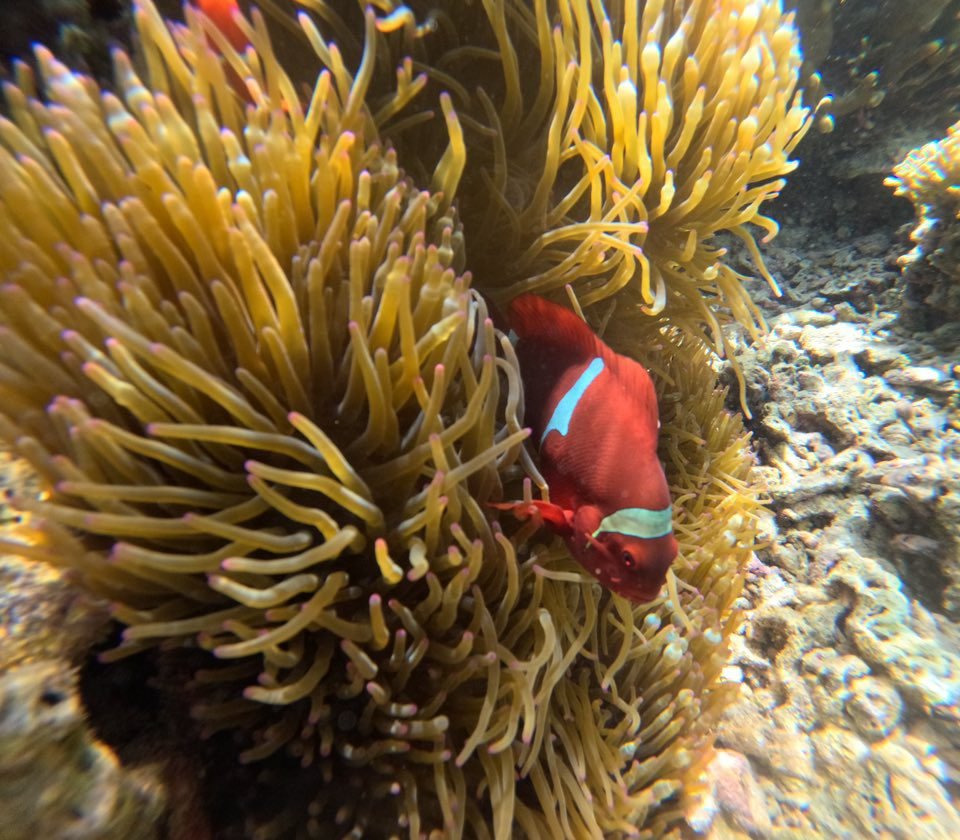 menjangan island diving