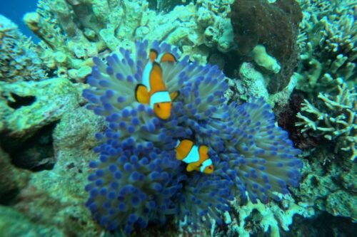 menjangan island diving
