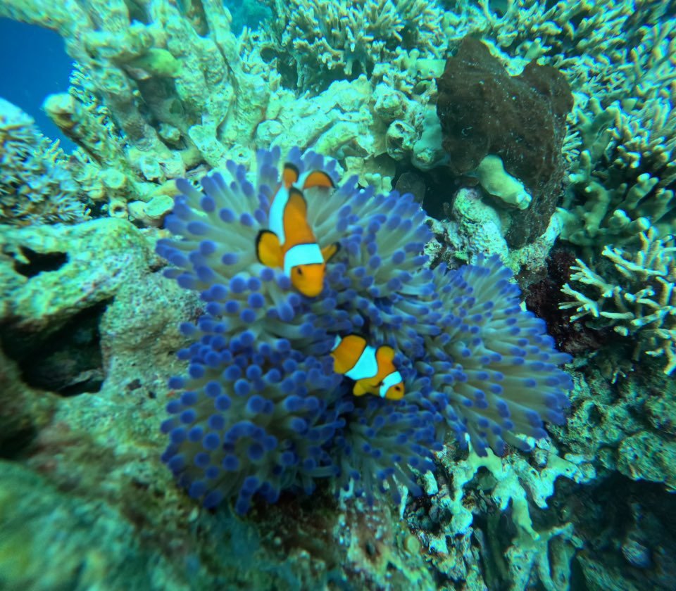 menjangan island diving