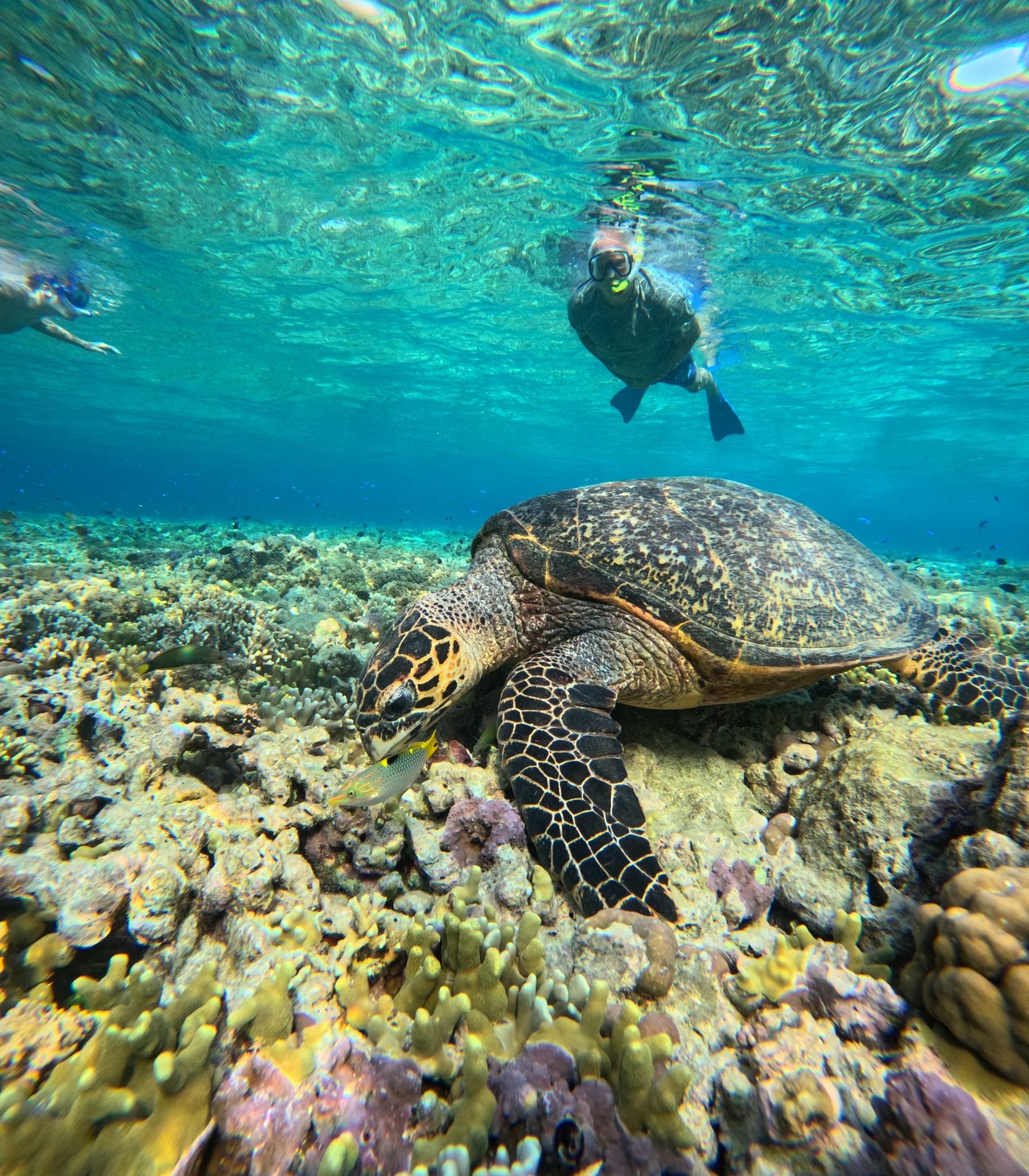 menjangan island diving