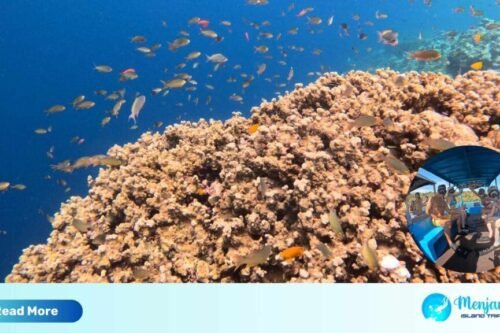 menjangan island diving