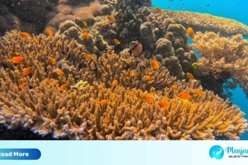 bali national park snorkeling menjangan