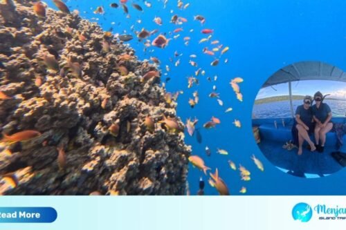 snorkeling menjangan