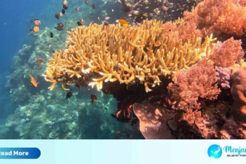 Gambar Menjang Island (5)