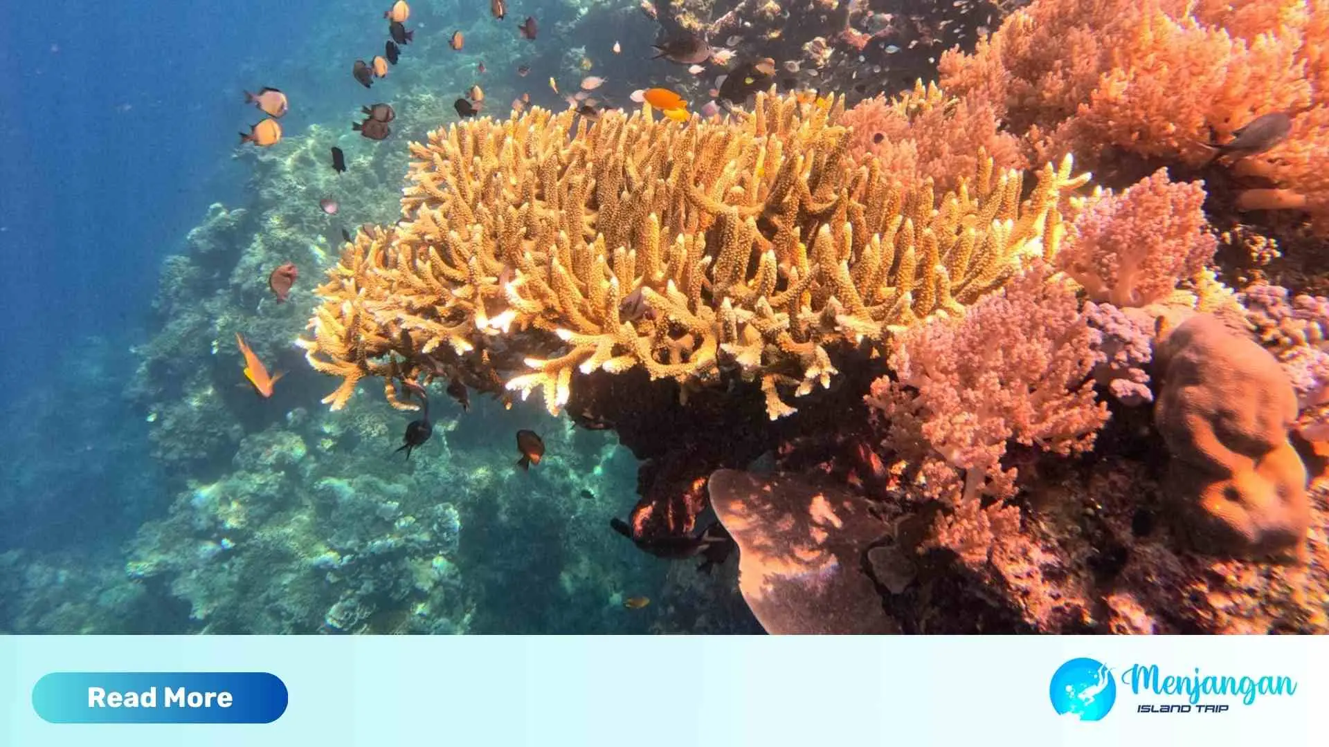 Gambar Menjang Island (5)