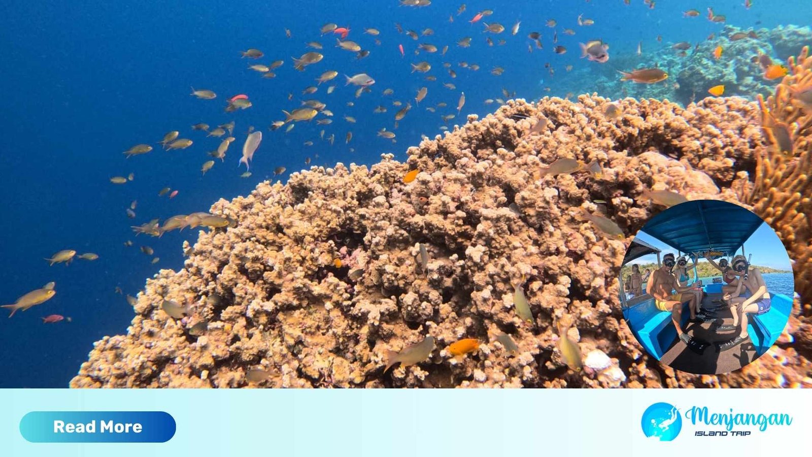 menjangan island diving