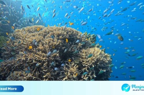 Menjangan Snorkeling Tour