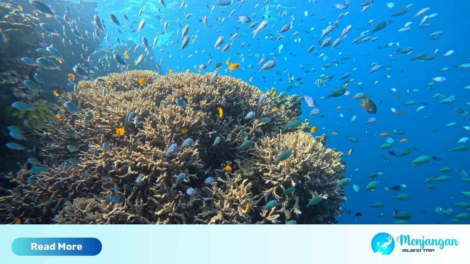 Menjangan Snorkeling Tour