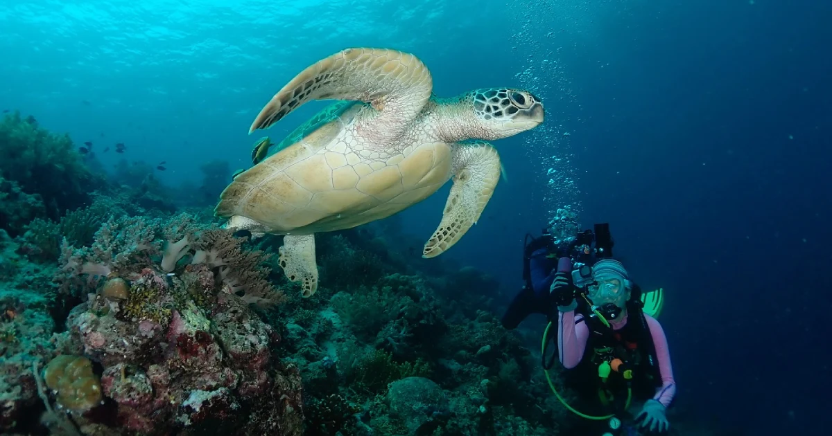 Menjangan Island Trip