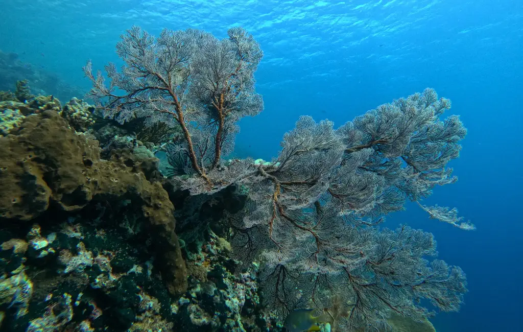 What You Will See in the Water