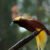 Endemic species in Bali