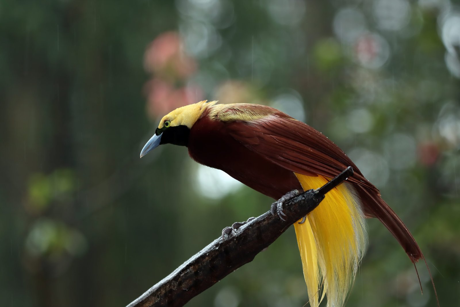 Endemic species in Bali