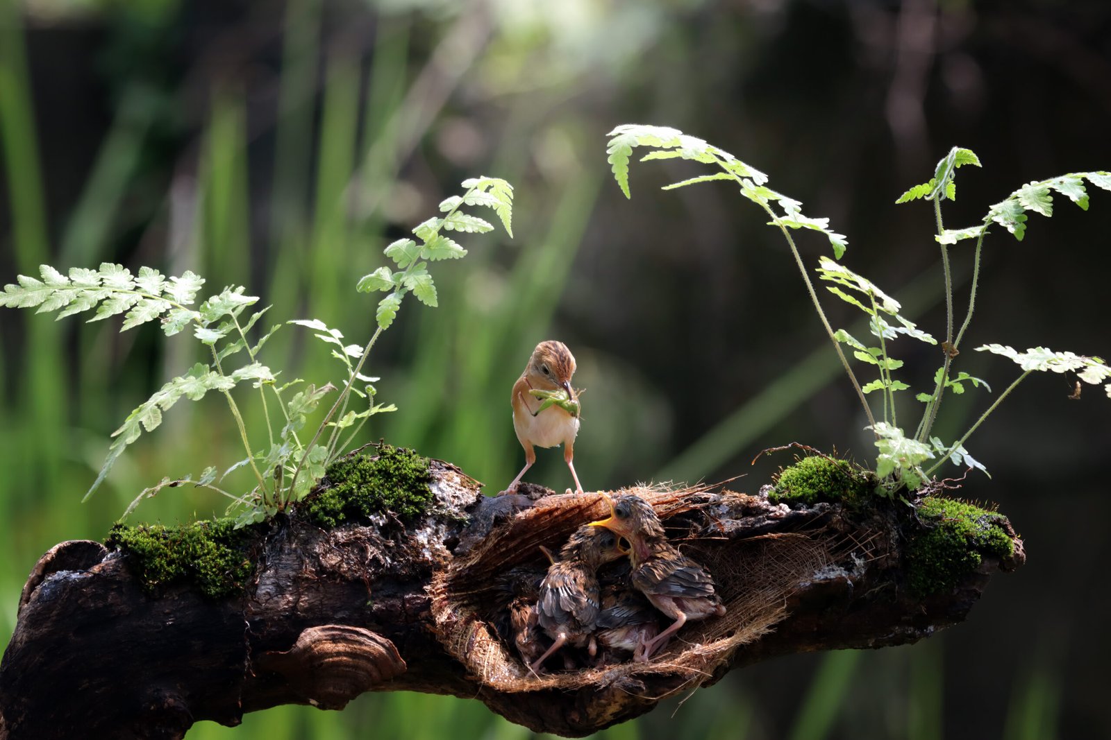 West Bali birding