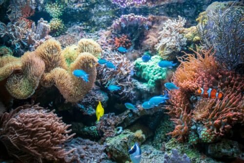 Marine Life in Menjangan Coral Reef with colorful reef fish