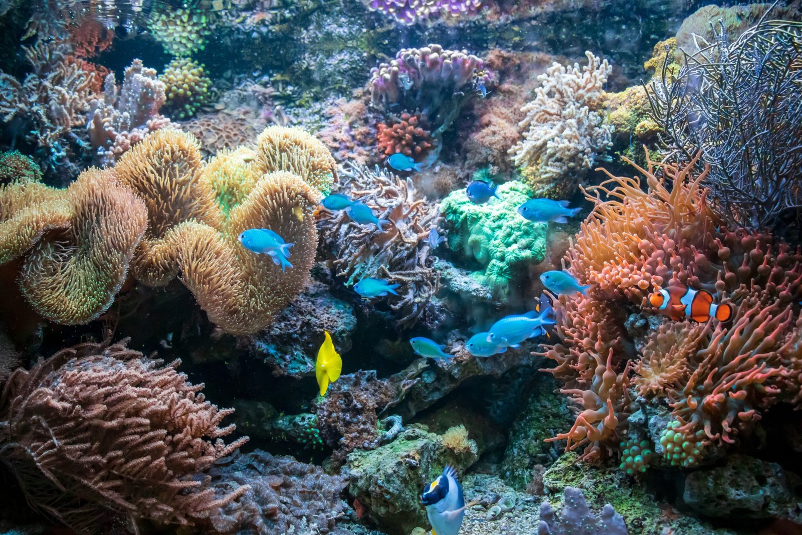 Marine Life in Menjangan Coral Reef with colorful reef fish