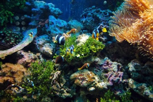 Marine Life West Bali