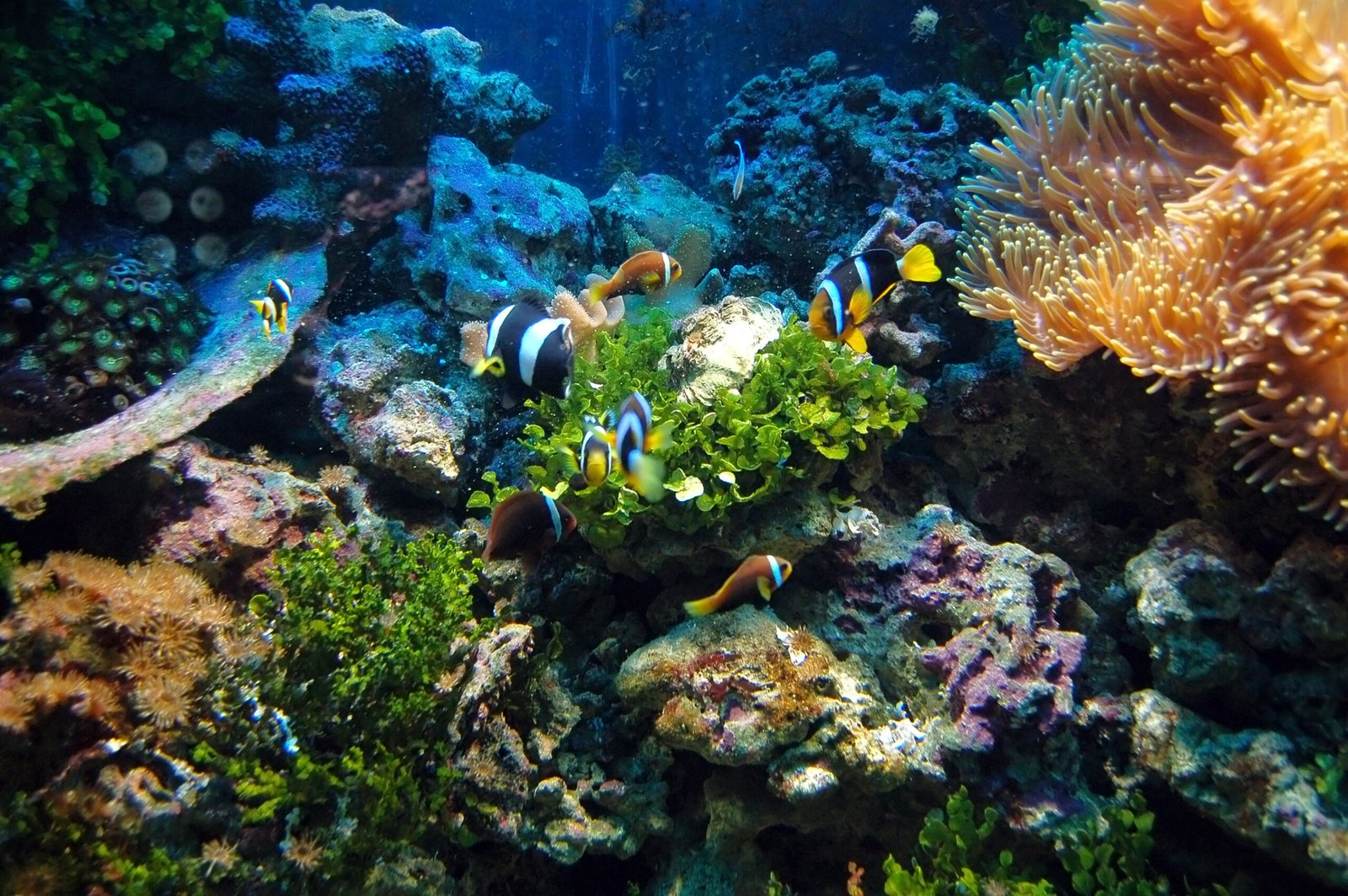 Marine Life West Bali