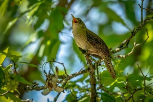 Exotic birds in Northwest Bali