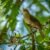 Exotic birds in Northwest Bali