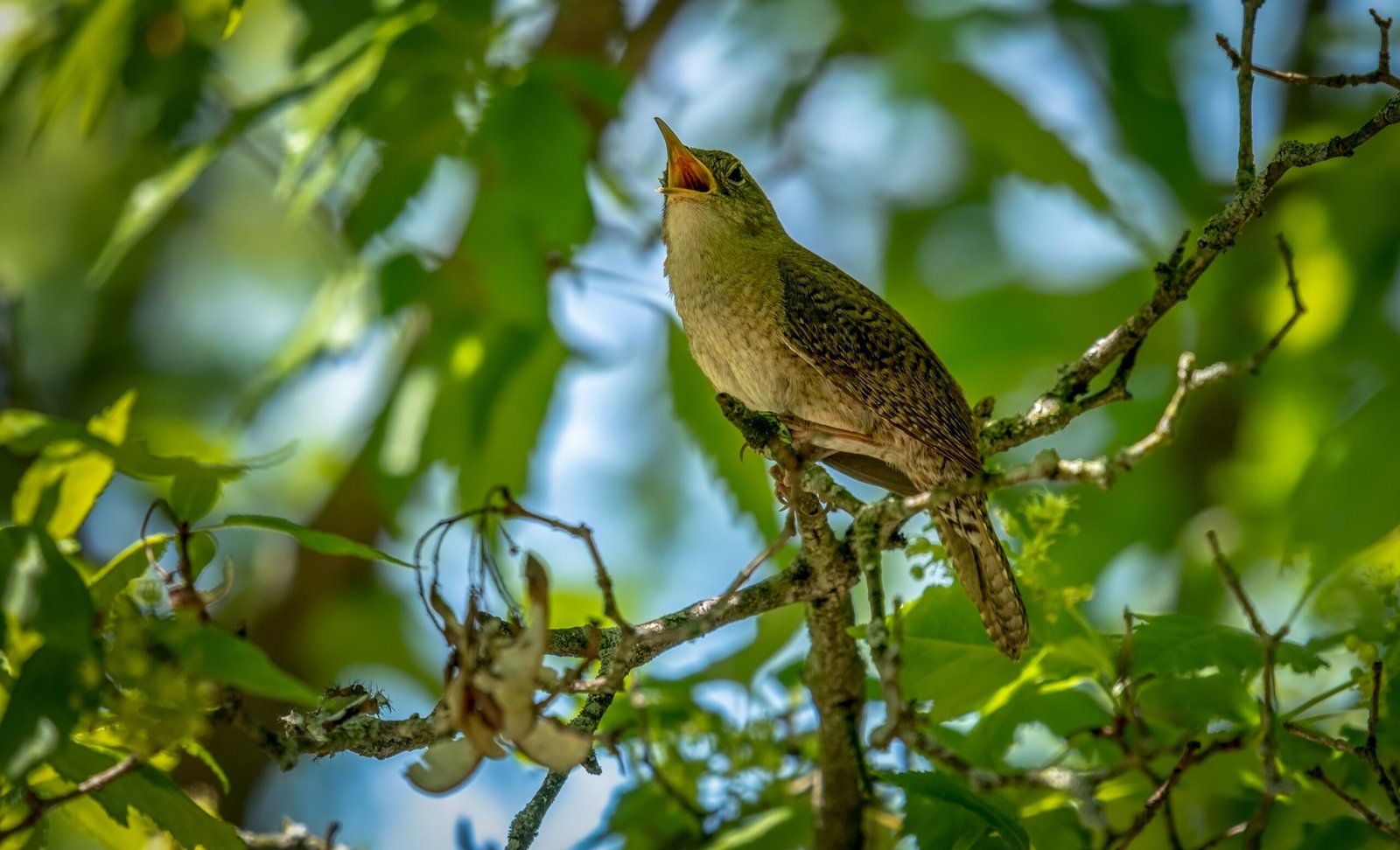 Exotic birds in Northwest Bali