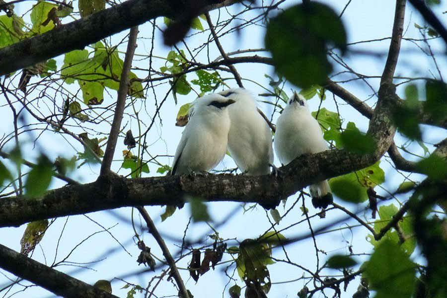 Birdlife in West Bali National Park