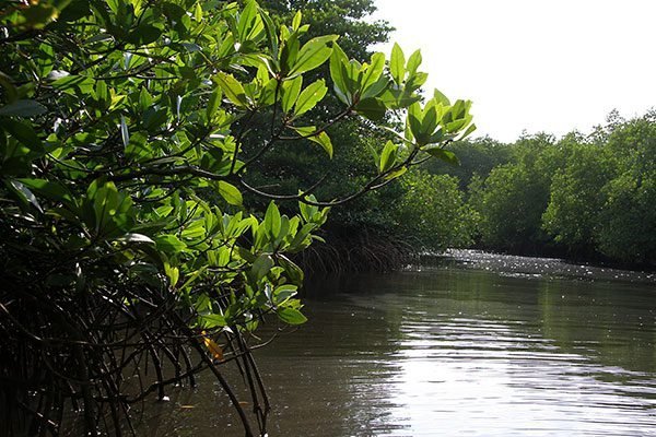 Mangrove forest channels near Gilimanuk in West Bali