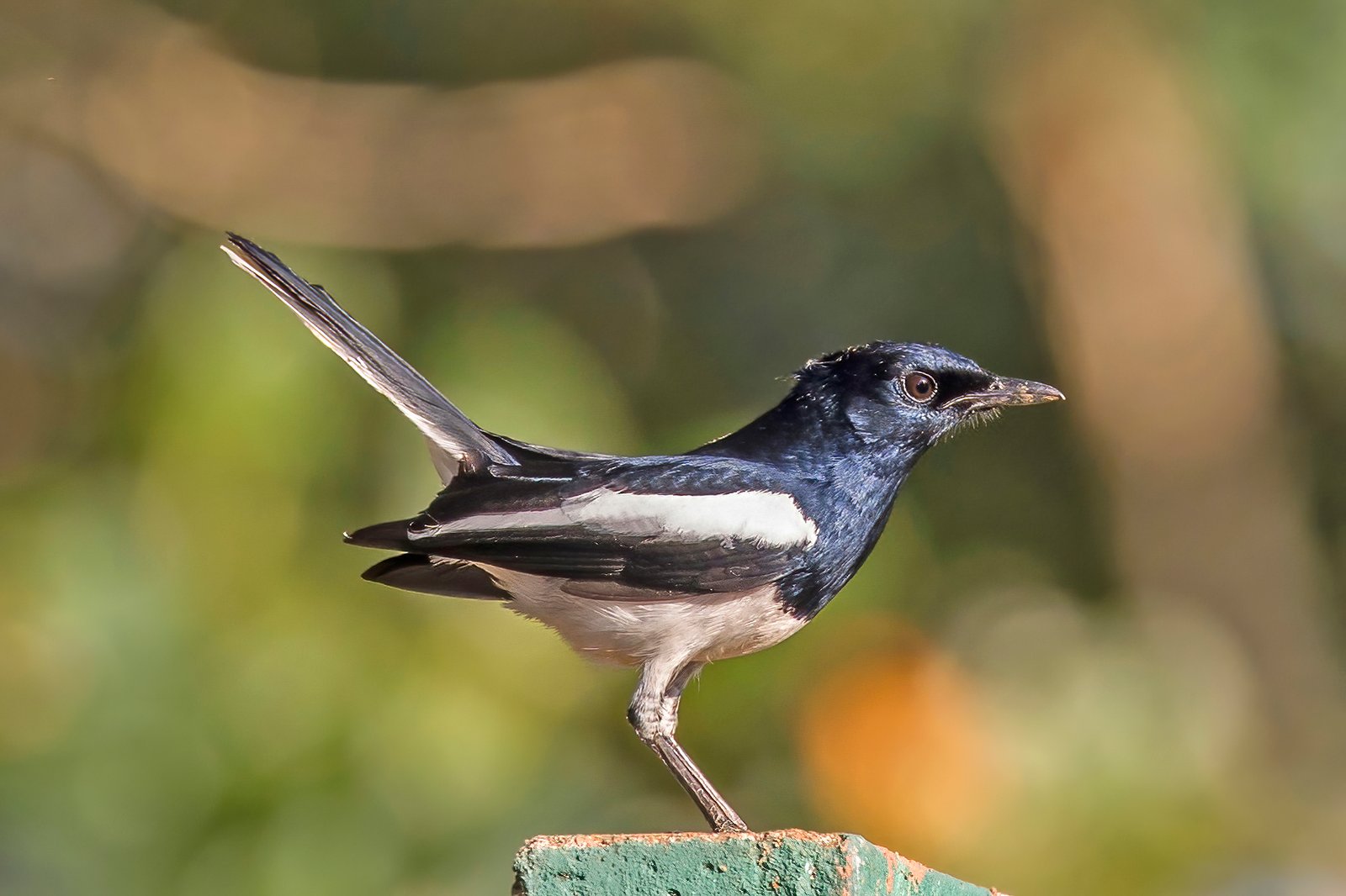 Male Oriental Magpie-Robin singing from an exposed perch