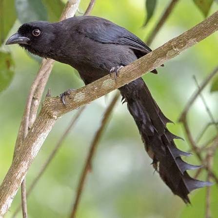 Racket-tailed Treepie perched in monsoon forest, West Bali National Park
