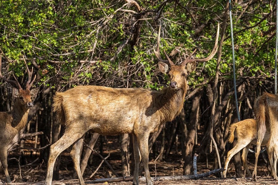 Savanna wildlife in West Bali National Park
