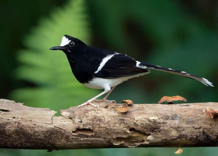 White-crowned Forktail beside a forest stream in West Bali National Park