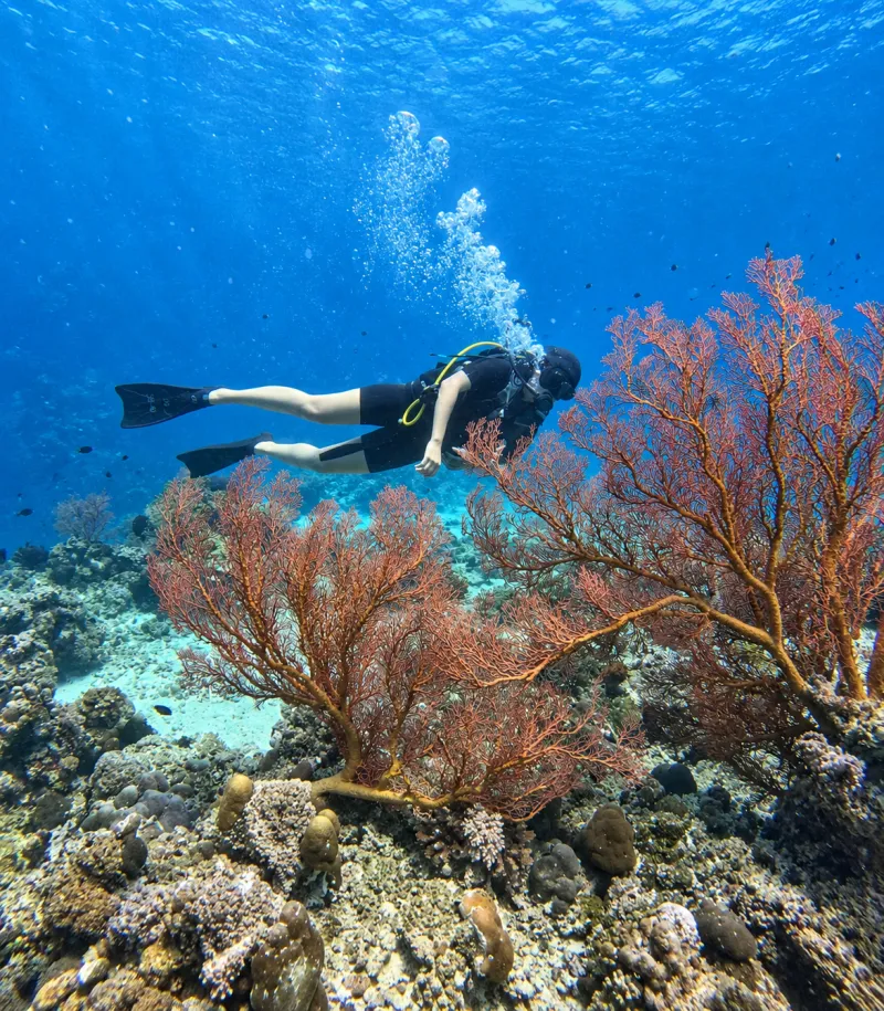 Diver gliding past large red sea fans over the reef at Menjangan Island