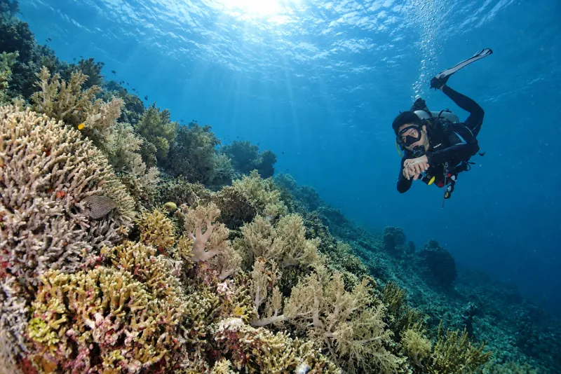 Diver descending over a sunlit reef slope on a try scuba diving dive at Menjangan