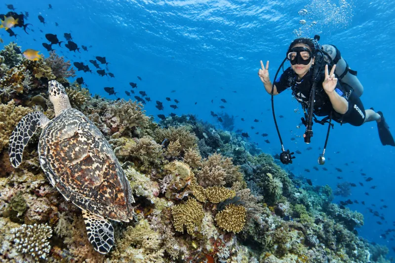Diver beside a hawksbill turtle on a try scuba diving dive at Menjangan
