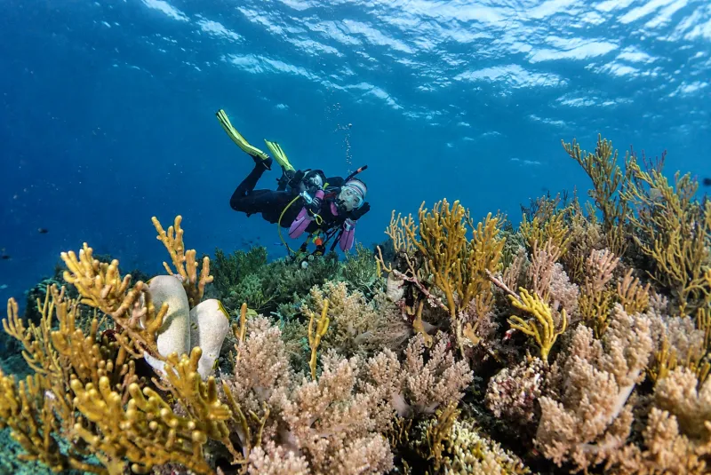 Diver swimming over a garden of soft coral and sponges at Menjangan Island