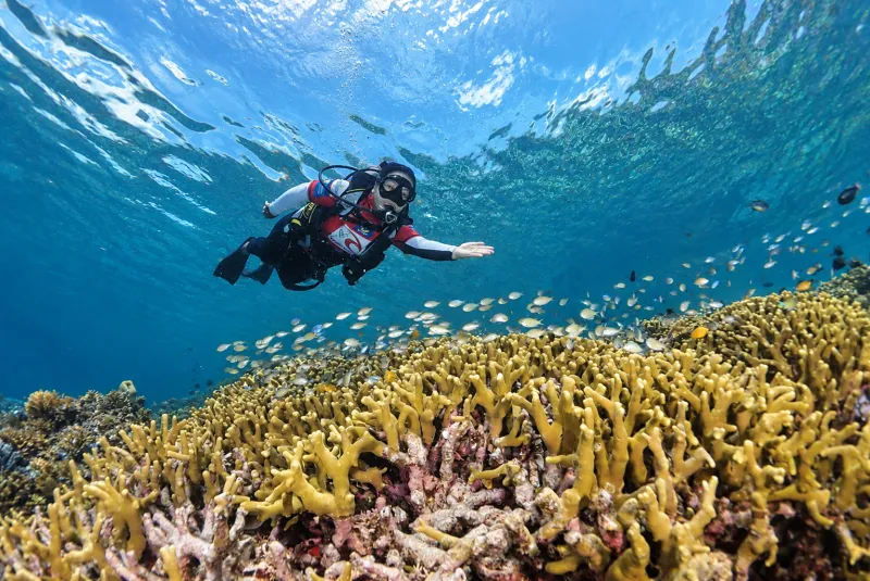Diver hovering over staghorn coral and small fish in shallow water at Menjangan
