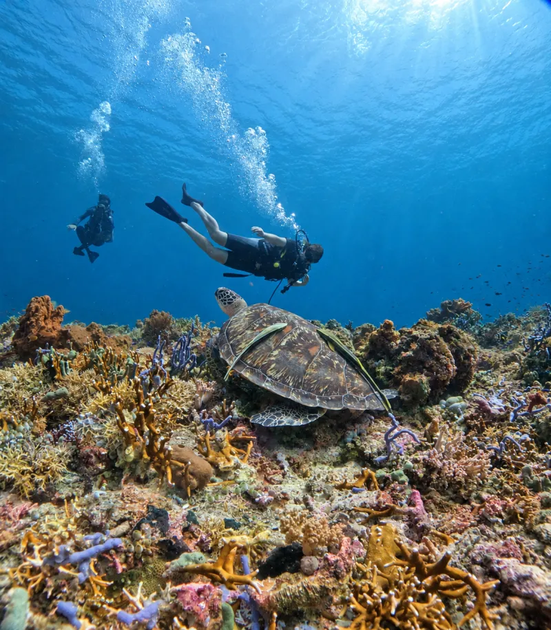 Sea turtle resting on the reef with two divers above while scuba diving Menjangan