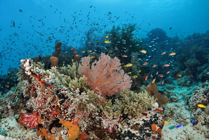Pink sea fan and schools of anthias on the reef slope at Menjangan Island