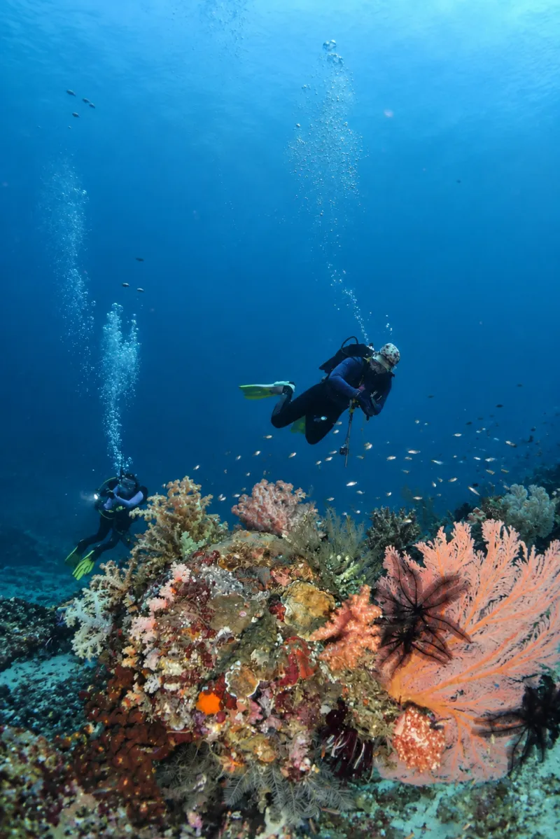 Two divers descending over a coral head with a pink sea fan and feather stars at Menjangan
