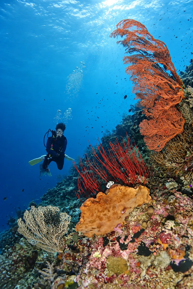 Diver beside a vertical wall of orange sea fans and red whip coral at Menjangan Island